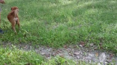 # Köpeğiyle yabani çimenlerde yürüyen bilinmeyen kişi #.