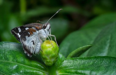 Gri ve beyaz Delaware kaptanı zinya bitkisinin üzerinde dinleniyor.