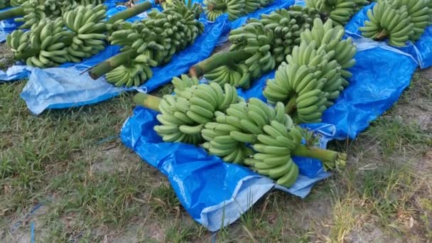 Ряд Свіжих Грудок Бананових Фруктів — стокове відео