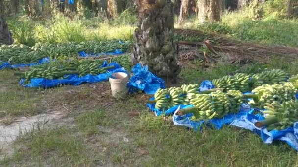 Rangée Grappes Fraîches Fruits Bananes — Video
