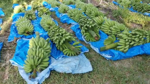 Row Fresh Clusters Bananas Fruits — Stock Video