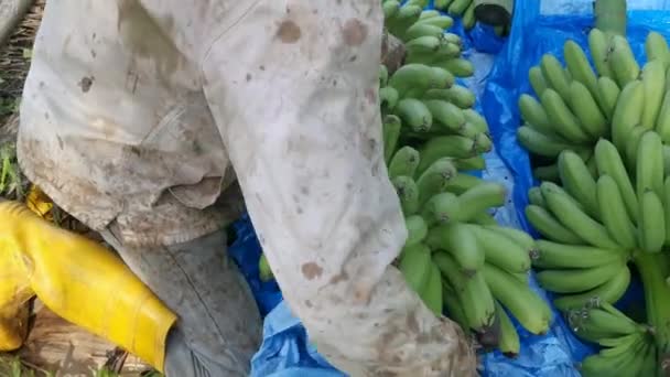 Rangée Grappes Fraîches Fruits Bananes — Video