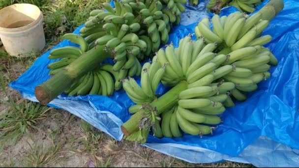 Rangée Grappes Fraîches Fruits Bananes — Video