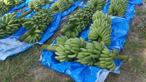 Rząd Świeżych Klastrów Owoców Bananów — Wideo stockowe