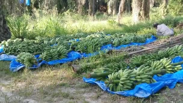 Row Fresh Clusters Bananas Fruits — Stock Video