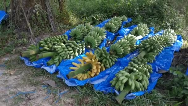 Řada Čerstvých Shluků Banánů Ovoce — Stock video
