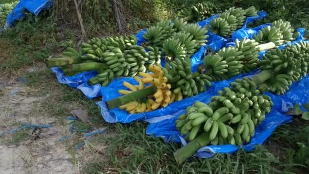 一排新鲜的香蕉果实 — 图库视频影像