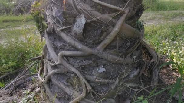 Αποξηραμένα Και Νεκρά Ρίζα Ficus Microcarpa Σέρνεται Γύρω Από Τον — Αρχείο Βίντεο