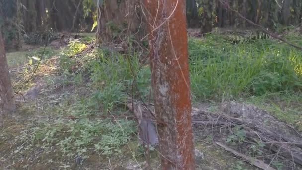 Old Rusty Wasting Barb Wired Concrete Pole Farm — Stock Video