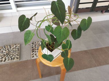 image of the leafy philodendron micans plant clipart