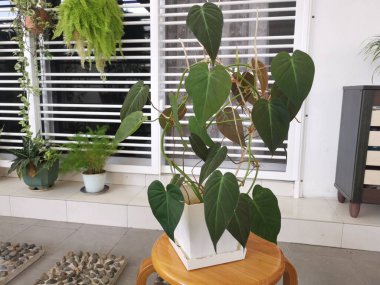 Yapraklı fildişi bitkisinin görüntüsü