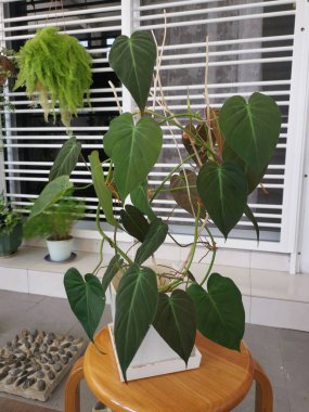 Yapraklı fildişi bitkisinin görüntüsü