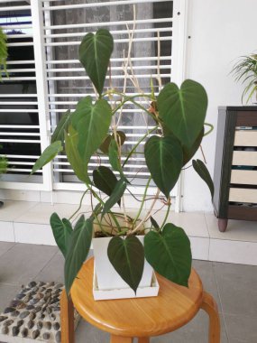 Yapraklı fildişi bitkisinin görüntüsü