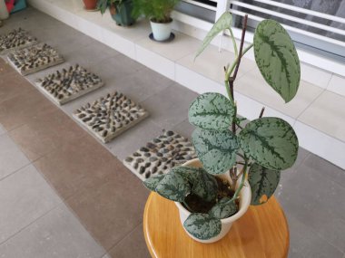 Yapraklı scindapsus pictus 'un görüntüsü