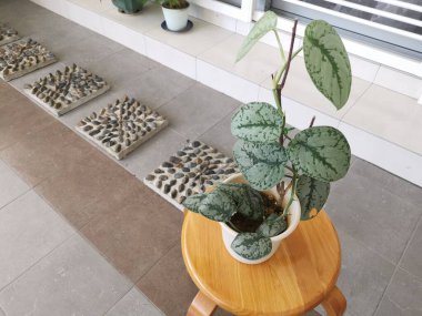 Yapraklı scindapsus pictus 'un görüntüsü