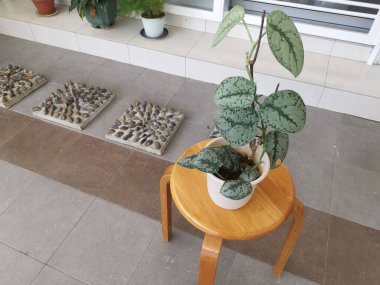 Yapraklı scindapsus pictus 'un görüntüsü