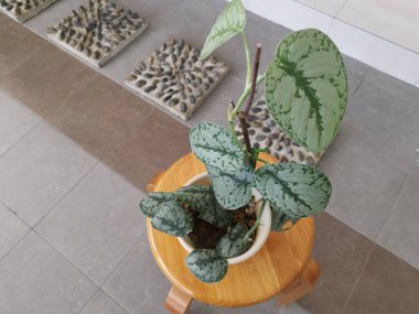 Yapraklı scindapsus pictus 'un görüntüsü