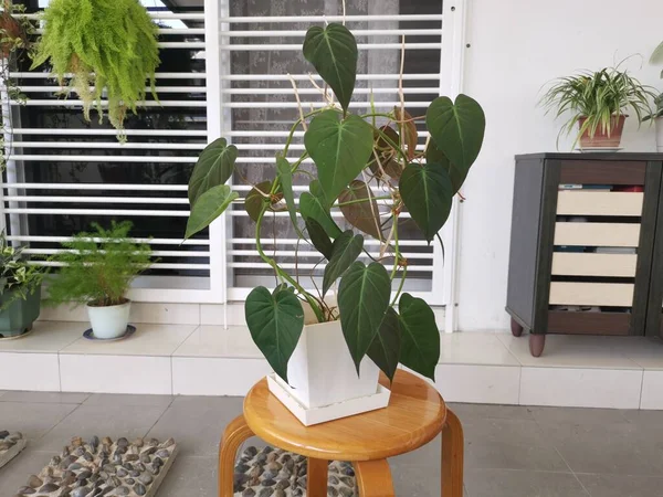 Yapraklı fildişi bitkisinin görüntüsü