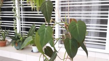 Yeşil yapraklı filodendron mican bitkisi