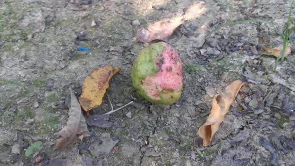 Σάπια Ροζ Guava Φρούτα Στο Έδαφος — Αρχείο Βίντεο