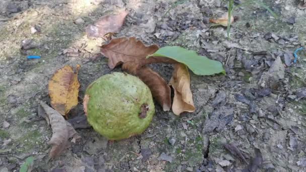 Ruttnande Rosa Guava Frukt Marken — Stockvideo