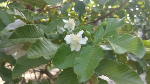 Footage Pink Psidium Guajava Fruit Growing Tree — Stock Video