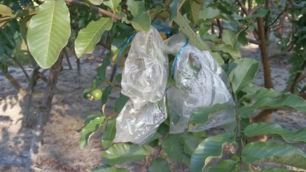 Πλάνα Από Ροζ Φρούτα Psidium Guajava Που Φυτρώνουν Στο Δέντρο — Αρχείο Βίντεο