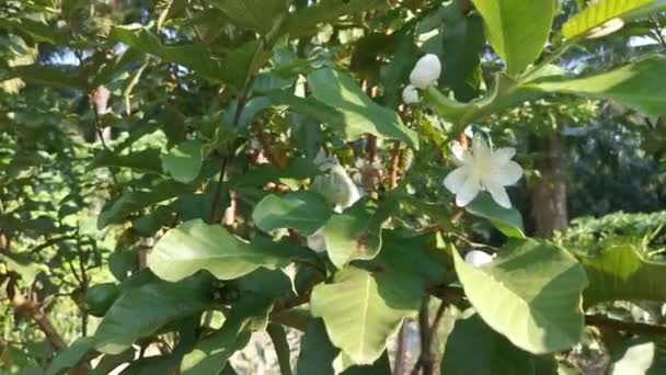 Aufnahmen Der Rosafarbenen Guajava Frucht Die Auf Dem Baum Wächst — Stockvideo