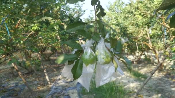 Πλάνα Από Ροζ Φρούτα Psidium Guajava Που Φυτρώνουν Στο Δέντρο — Αρχείο Βίντεο