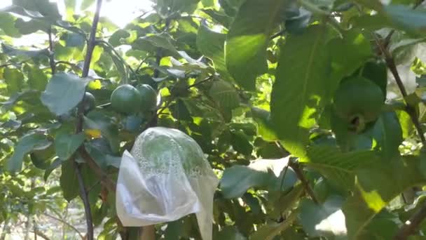 Footage Pink Psidium Guajava Fruit Growing Tree — Stock Video