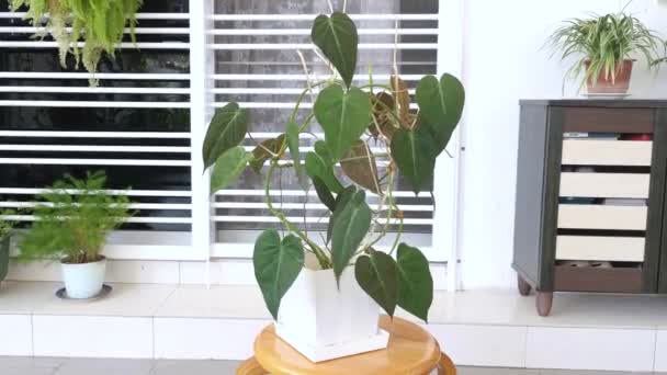 Verde Frondoso Philodendron Micans Houseplant — Vídeos de Stock