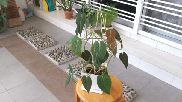 Verde Frondoso Philodendron Micans Houseplant — Vídeos de Stock