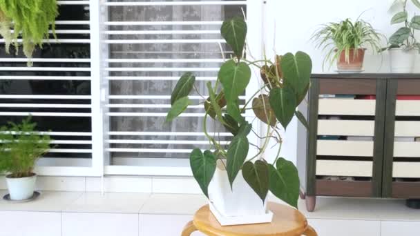 Zelený List Filodendron Mikans Houseplant — Stock video
