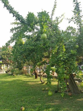 yaygın Crescentia cujete calabash meyveli ağacı