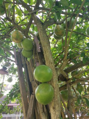 yaygın Crescentia cujete calabash meyveli ağacı