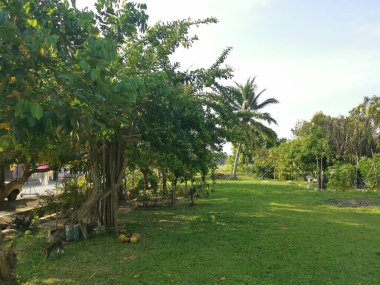 yaygın Crescentia cujete calabash meyveli ağacı