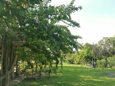 yaygın Crescentia cujete calabash meyveli ağacı