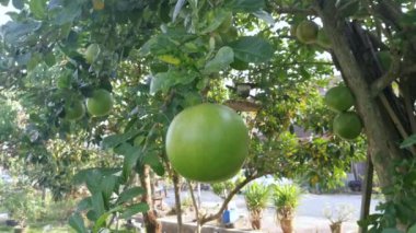 yaygın Crescentia cujete calabash meyveli ağacı