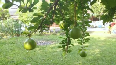 yaygın Crescentia cujete calabash meyveli ağacı