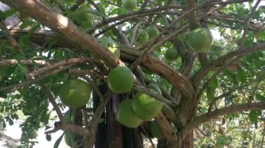 yaygın Crescentia cujete calabash meyveli ağacı