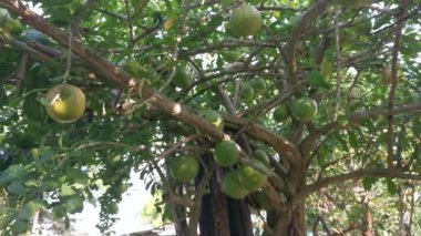 yaygın Crescentia cujete calabash meyveli ağacı