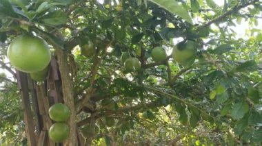 yaygın Crescentia cujete calabash meyveli ağacı