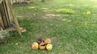 yaygın Crescentia cujete calabash meyveli ağacı