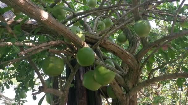 Közönséges Crescentia Cujete Calabash Gyümölcsfa — Stock videók