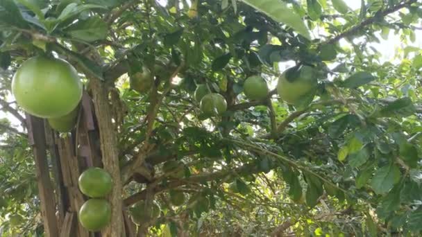 Плодоносящее Дерево Crescentia Cujete Calabash — стоковое видео