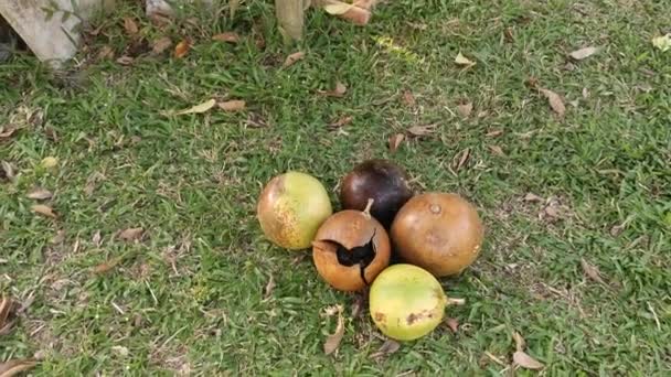 Κοινό Δέντρο Καρποφορίας Crescentia Cujete Calabash — Αρχείο Βίντεο