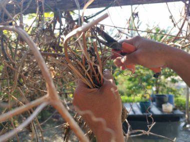 Meyve Ağacı Budama Makas Kesicisi 