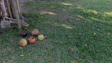 yaygın Crescentia cujete calabash meyveli ağacı