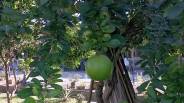 yaygın Crescentia cujete calabash meyveli ağacı