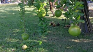 yaygın Crescentia cujete calabash meyveli ağacı